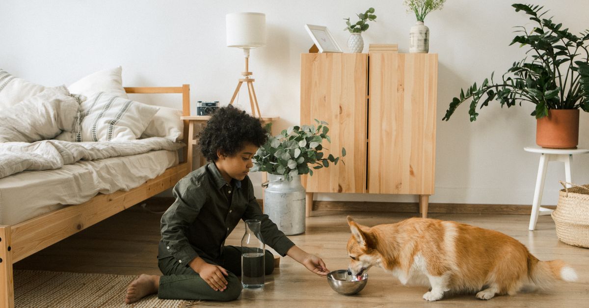 Child feeding a Corgi water in a cozy bedroom with plants and natural decor.